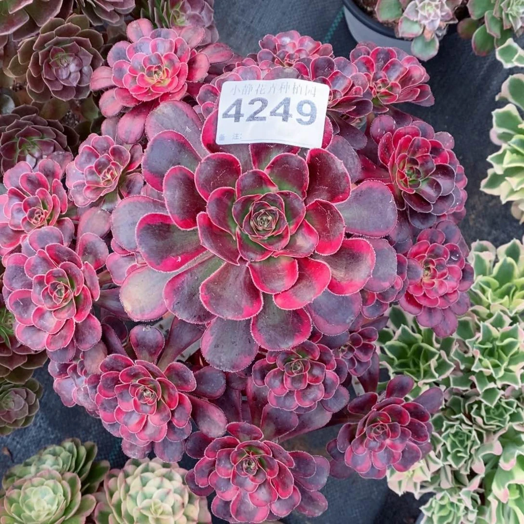 红陶20CM以下4249丽娜4