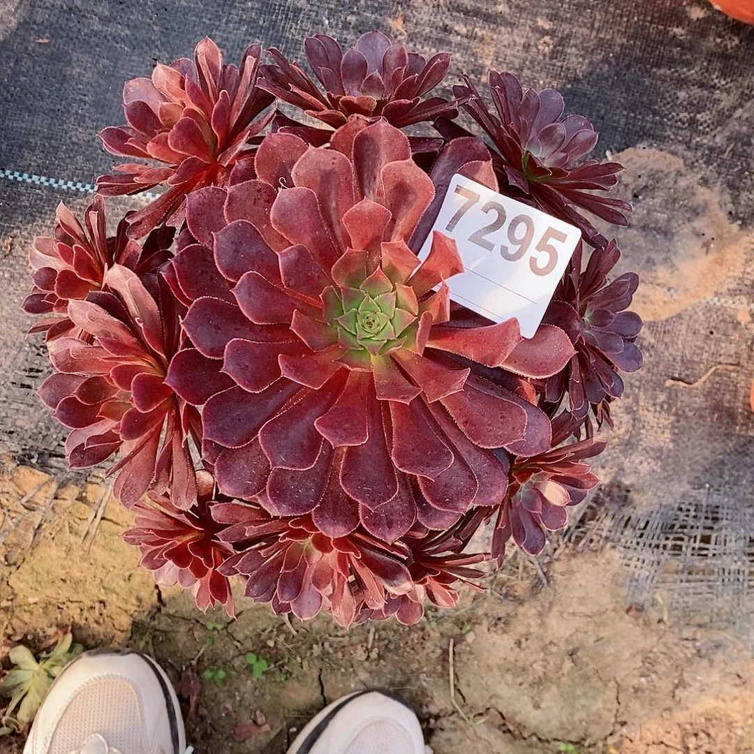 红陶7295黑铜壶5111111