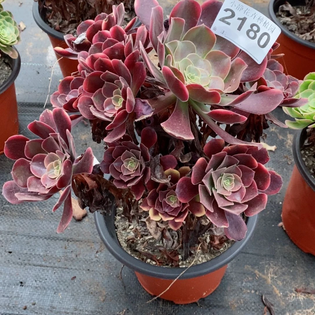 红陶20CM以下2180欧嘉莉5