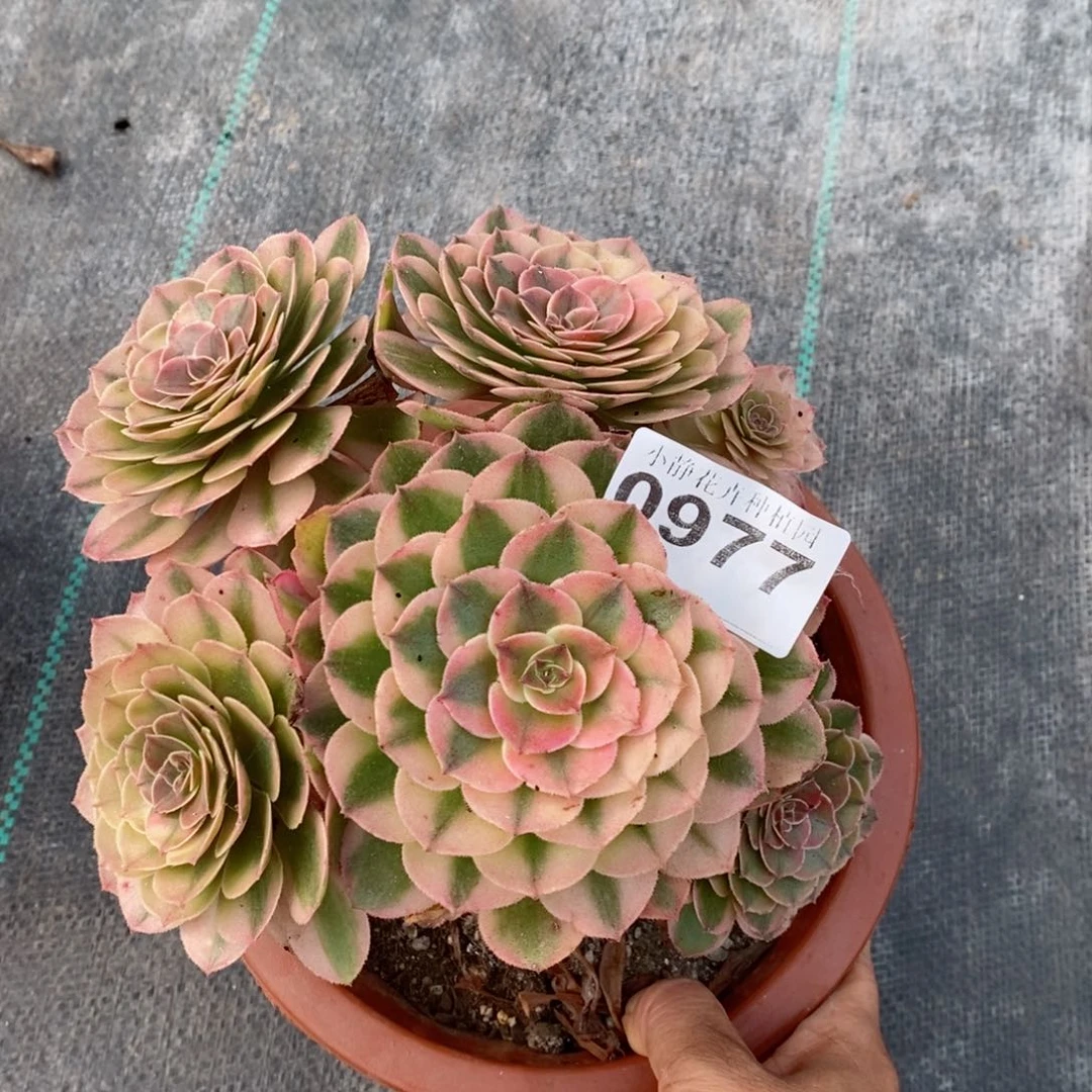 红陶20CM以下0977荔枝6