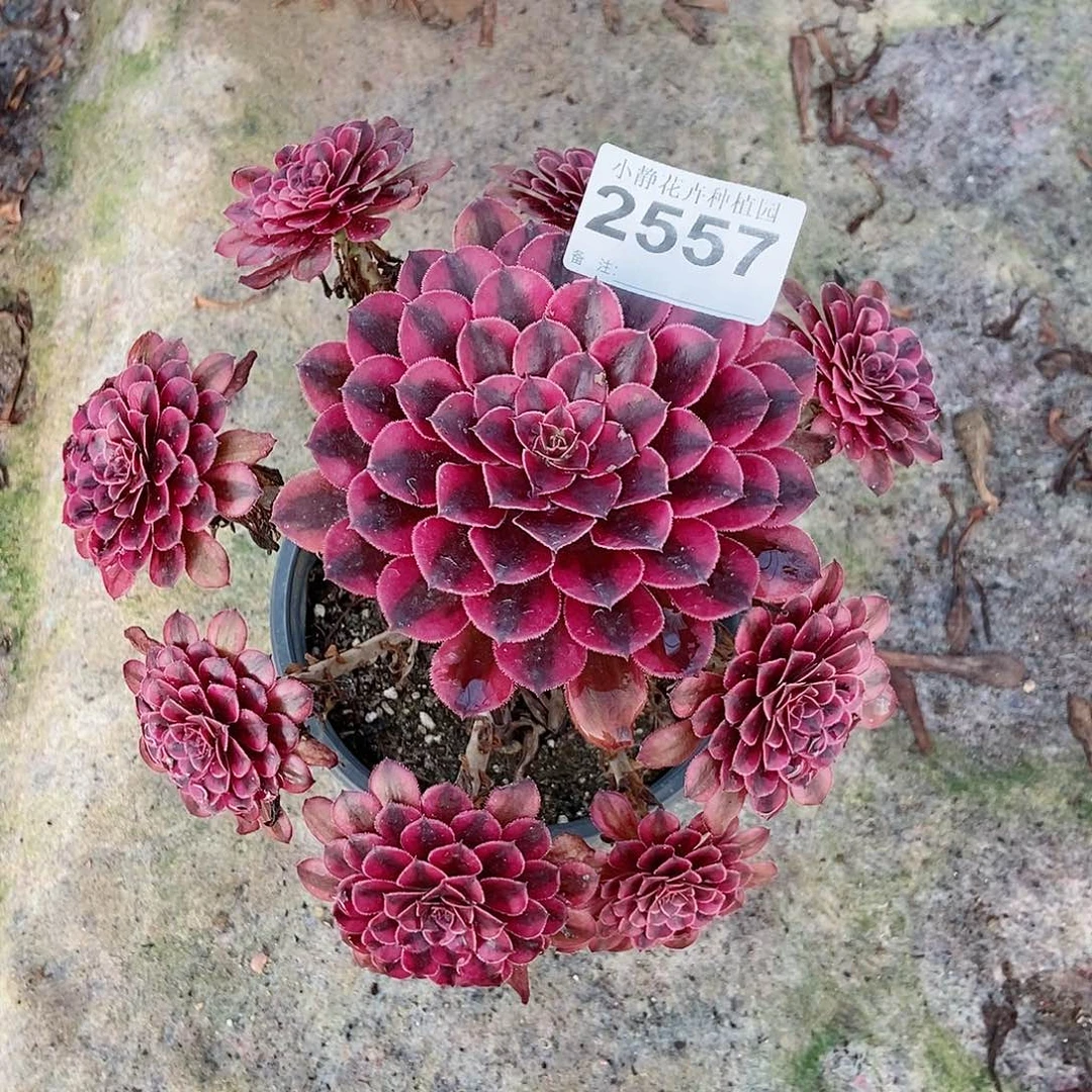 红陶20CM以下2557黑铜白6