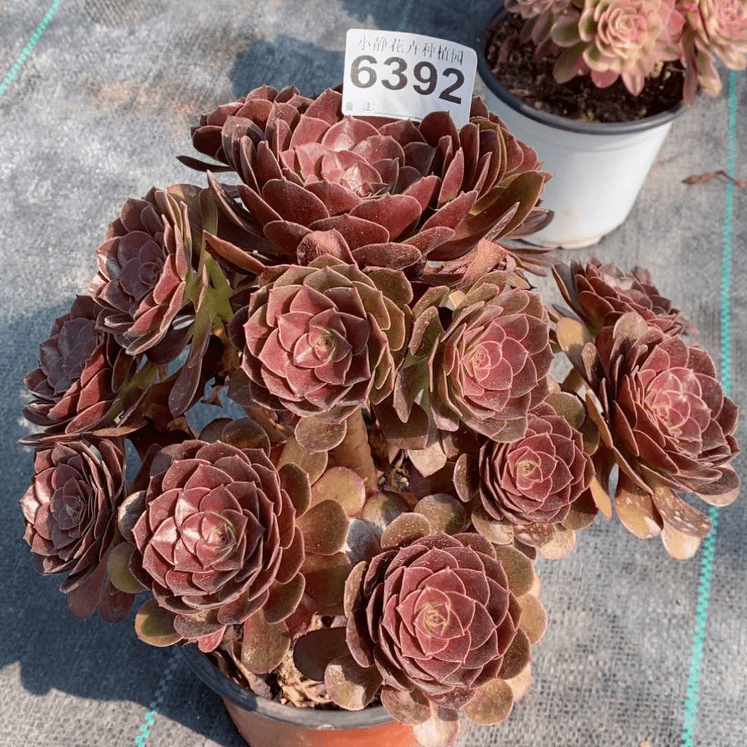 红陶20CM以下6392赤焰莲6
