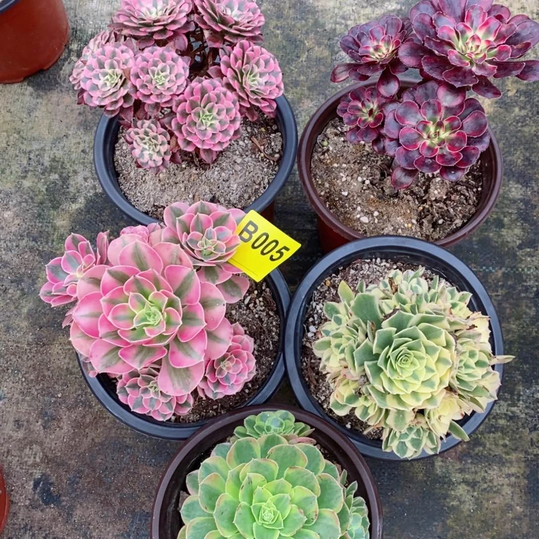 红陶20CM以下005套餐5颗5小颗的