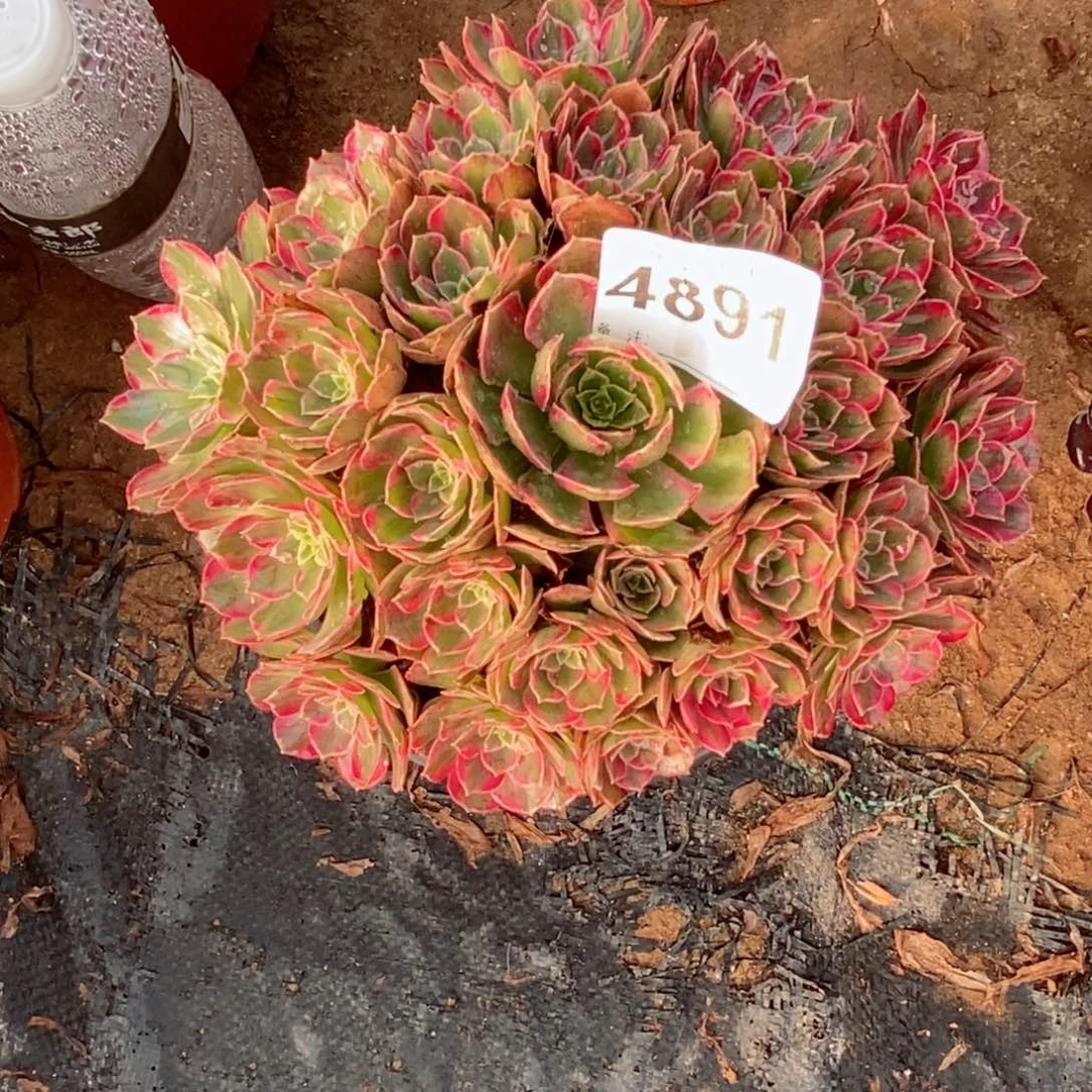 红陶20CM以下4891安娜小颗精空5