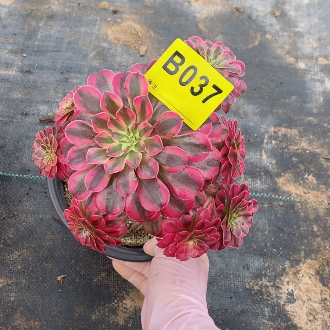 红陶20CM以下037黑铜白小颗5