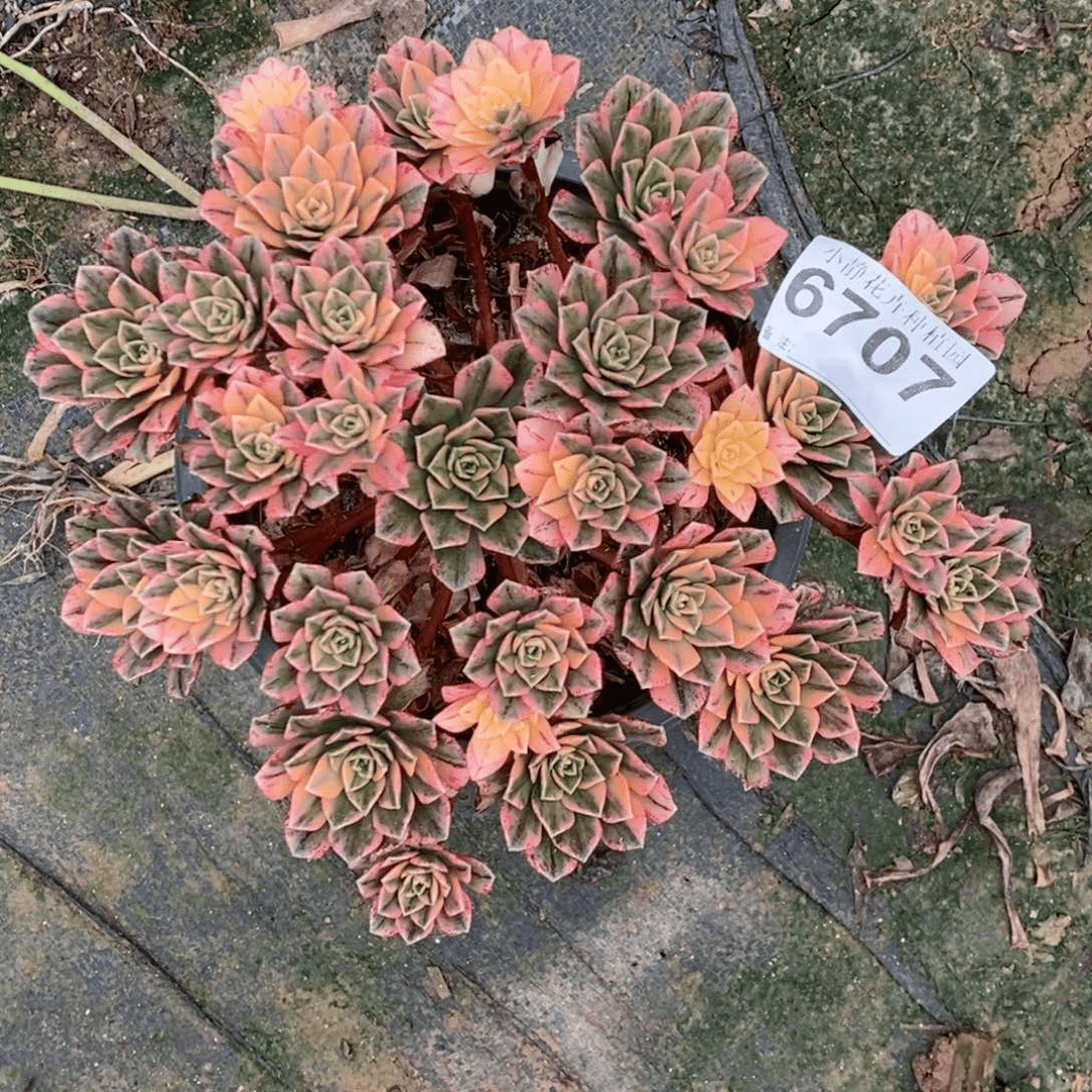红陶20CM以下6707甜茶5