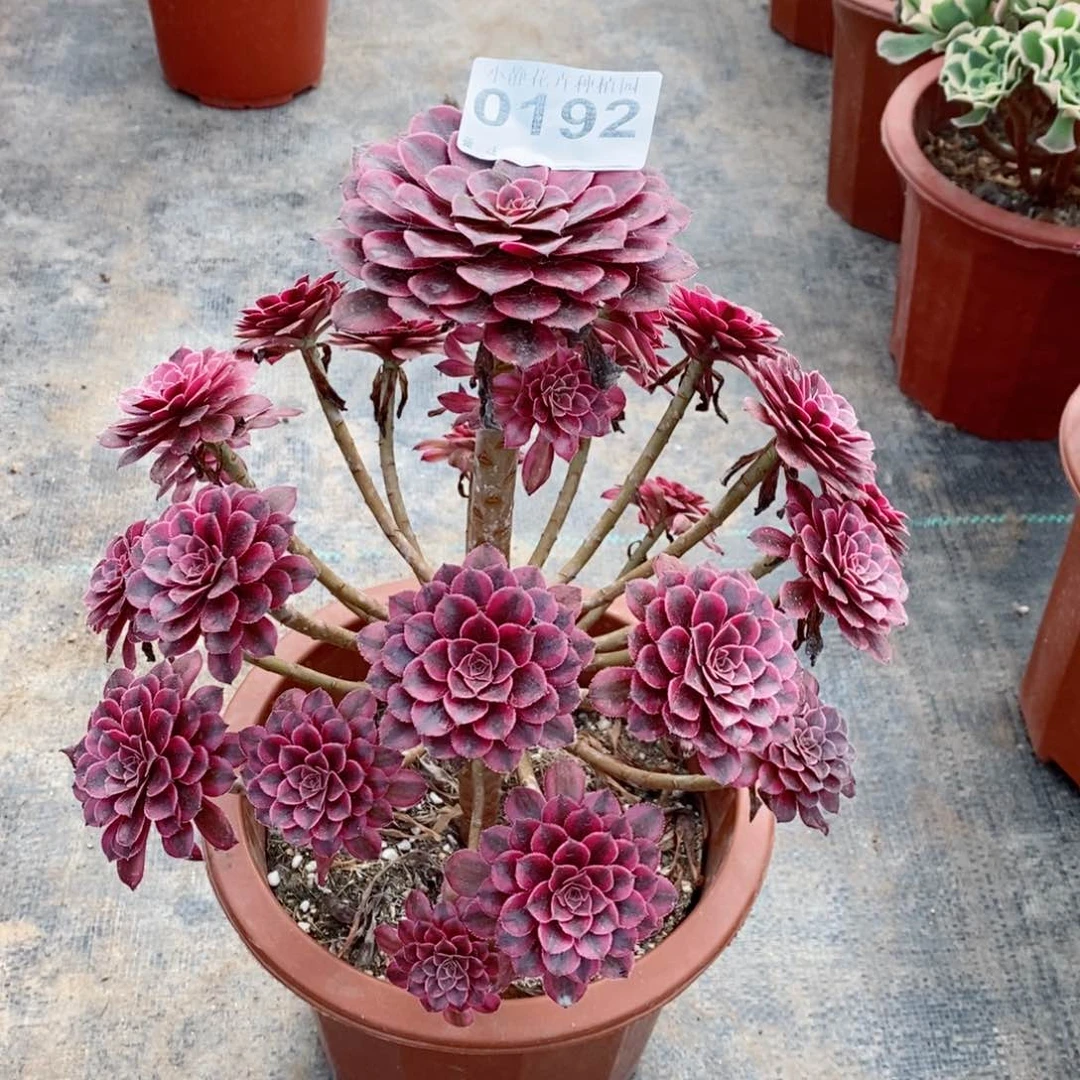 红陶20CM以下0192黑铜白3