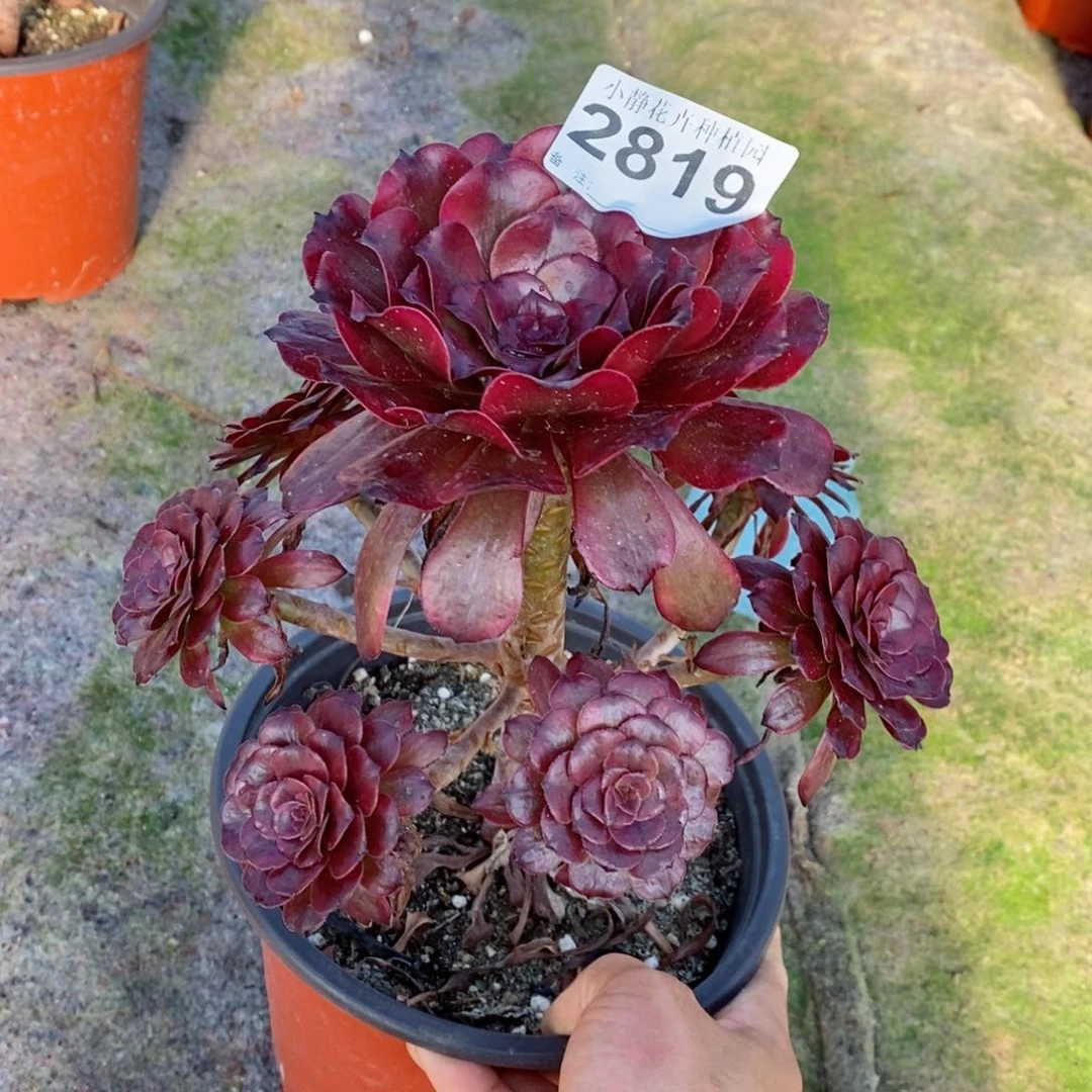 红陶20CM以下2819美姬6