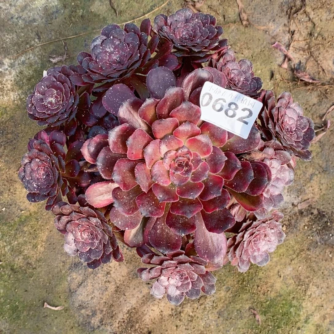 红陶20CM以下0682红金5