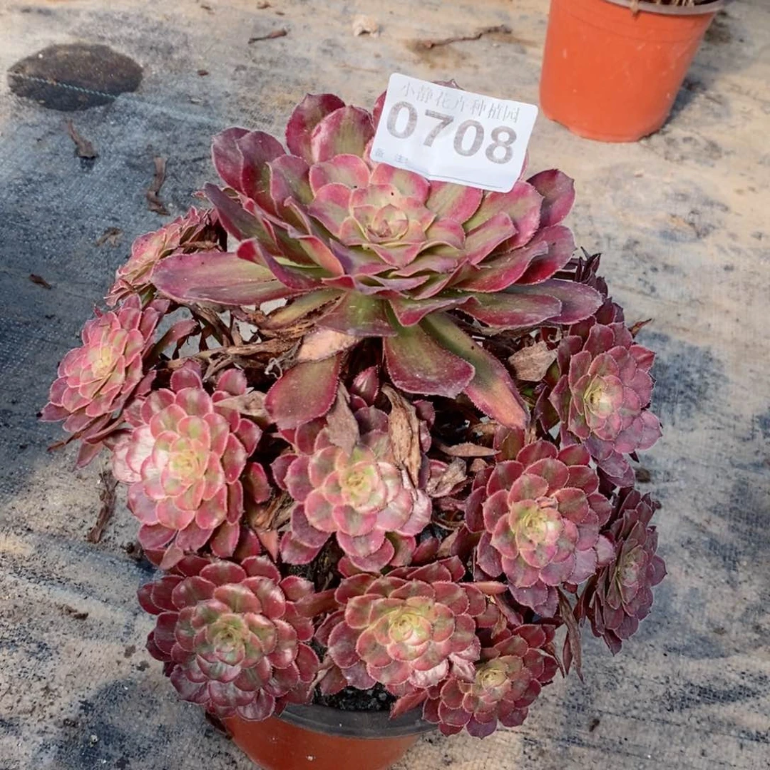 红陶20CM以下0708红腹轮5