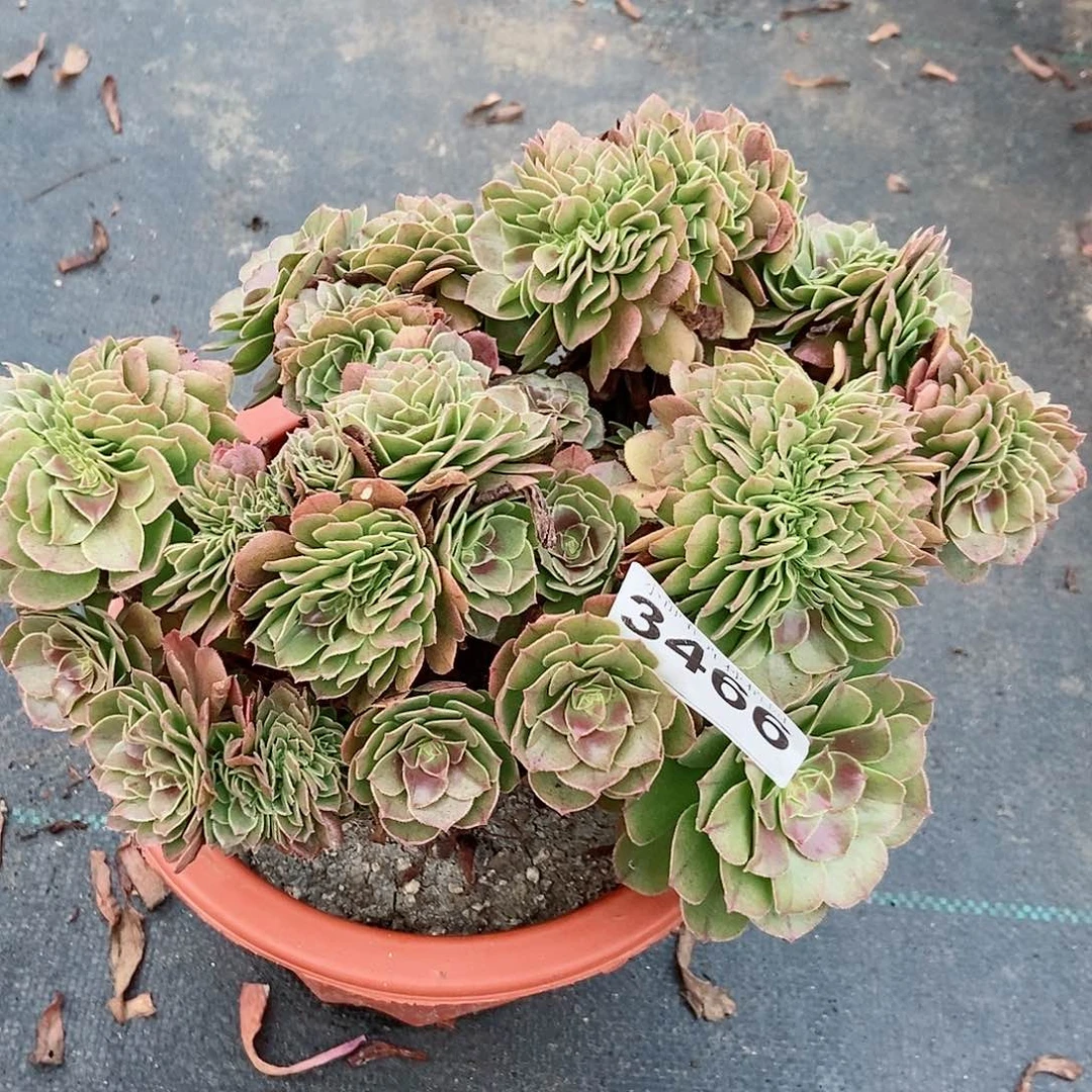 红陶20CM以下3366万缀4