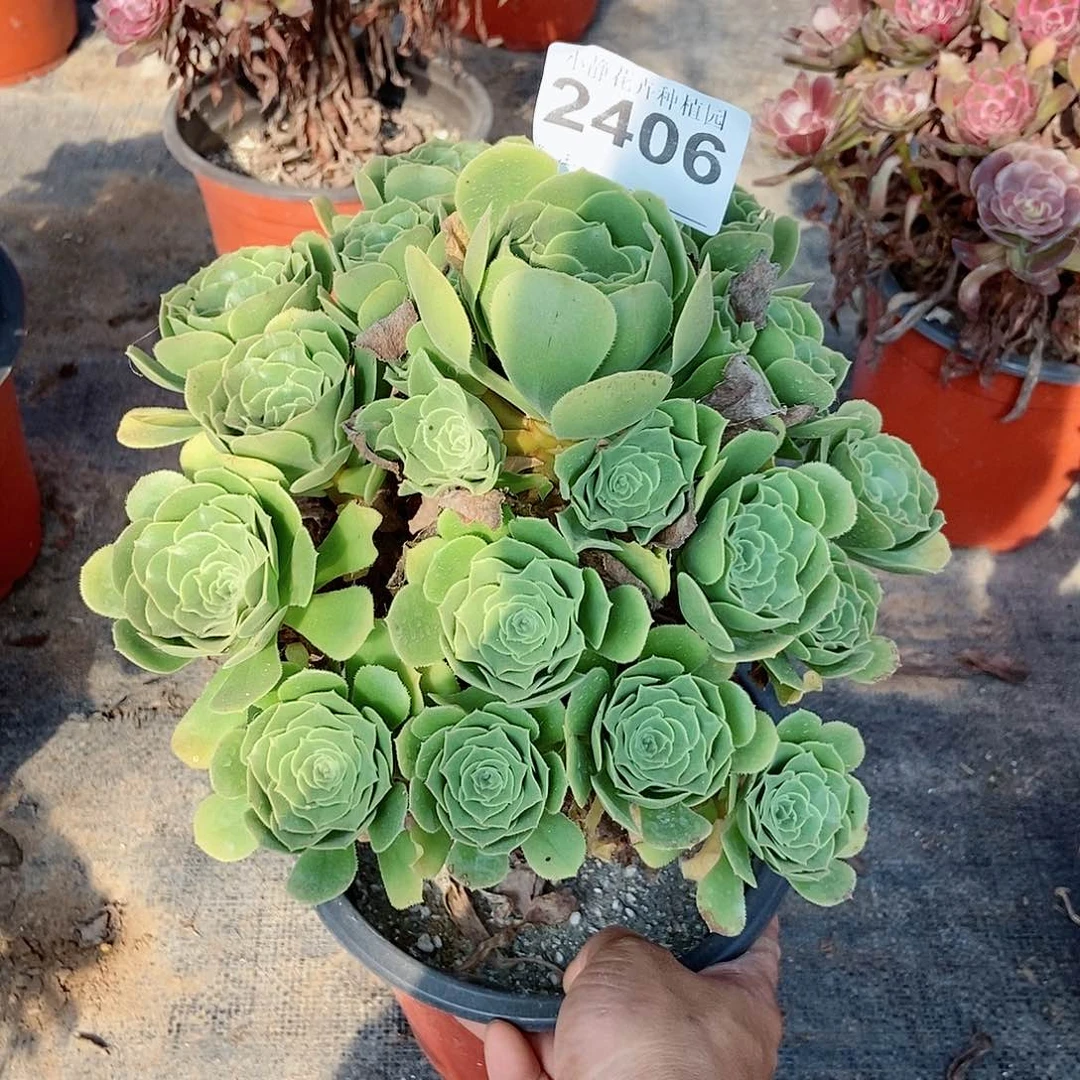 红陶20CM以下2406绿羊绒5