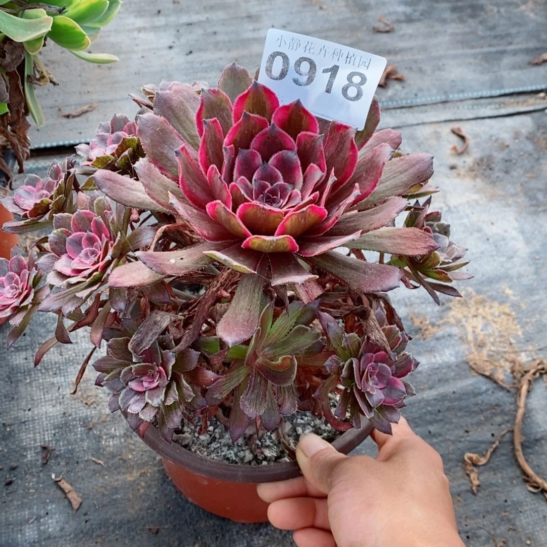 红陶20CM以下0918紫霞有朵没心5