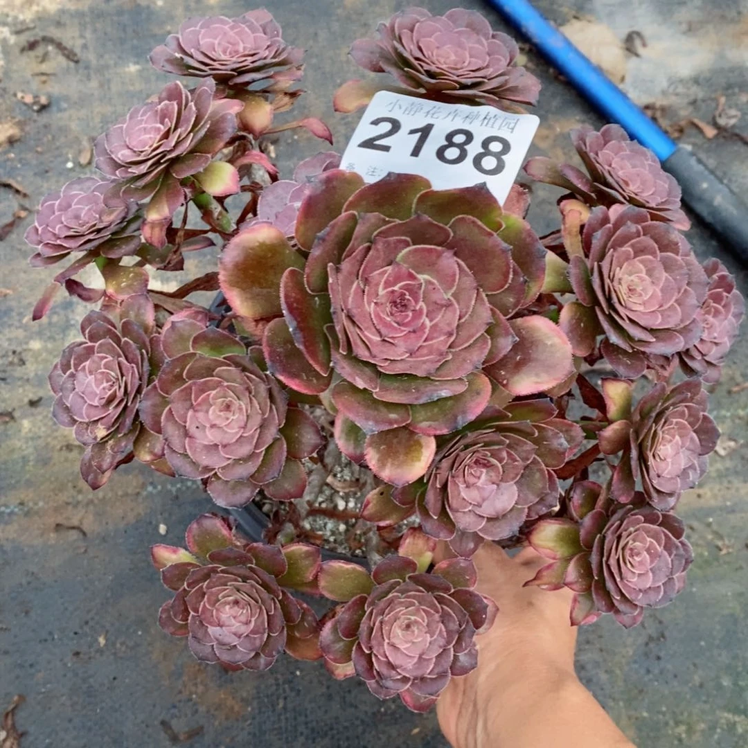 红陶20CM以下2188烟花5