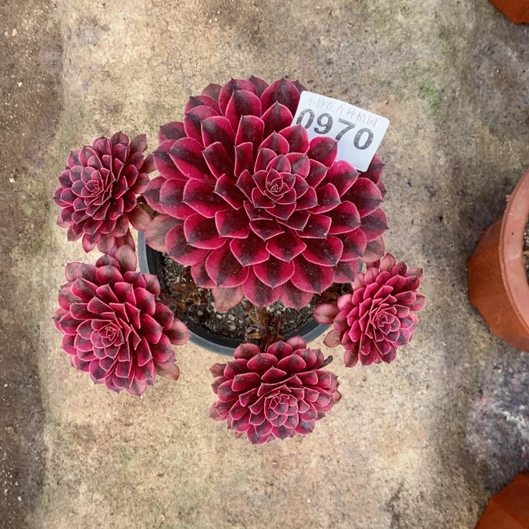 红陶20CM以下0970黑铜白6
