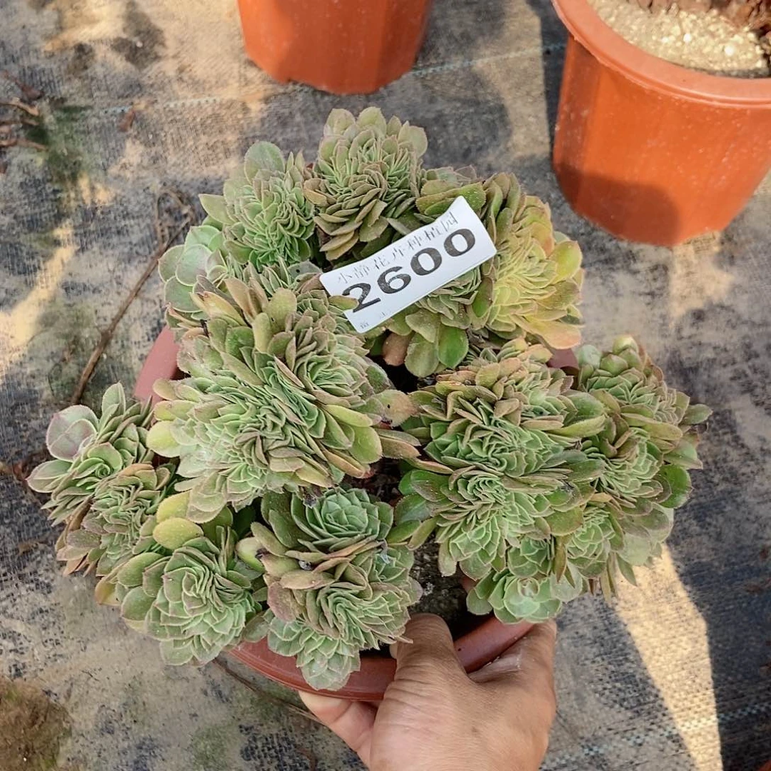 红陶20CM以下2600万缀5