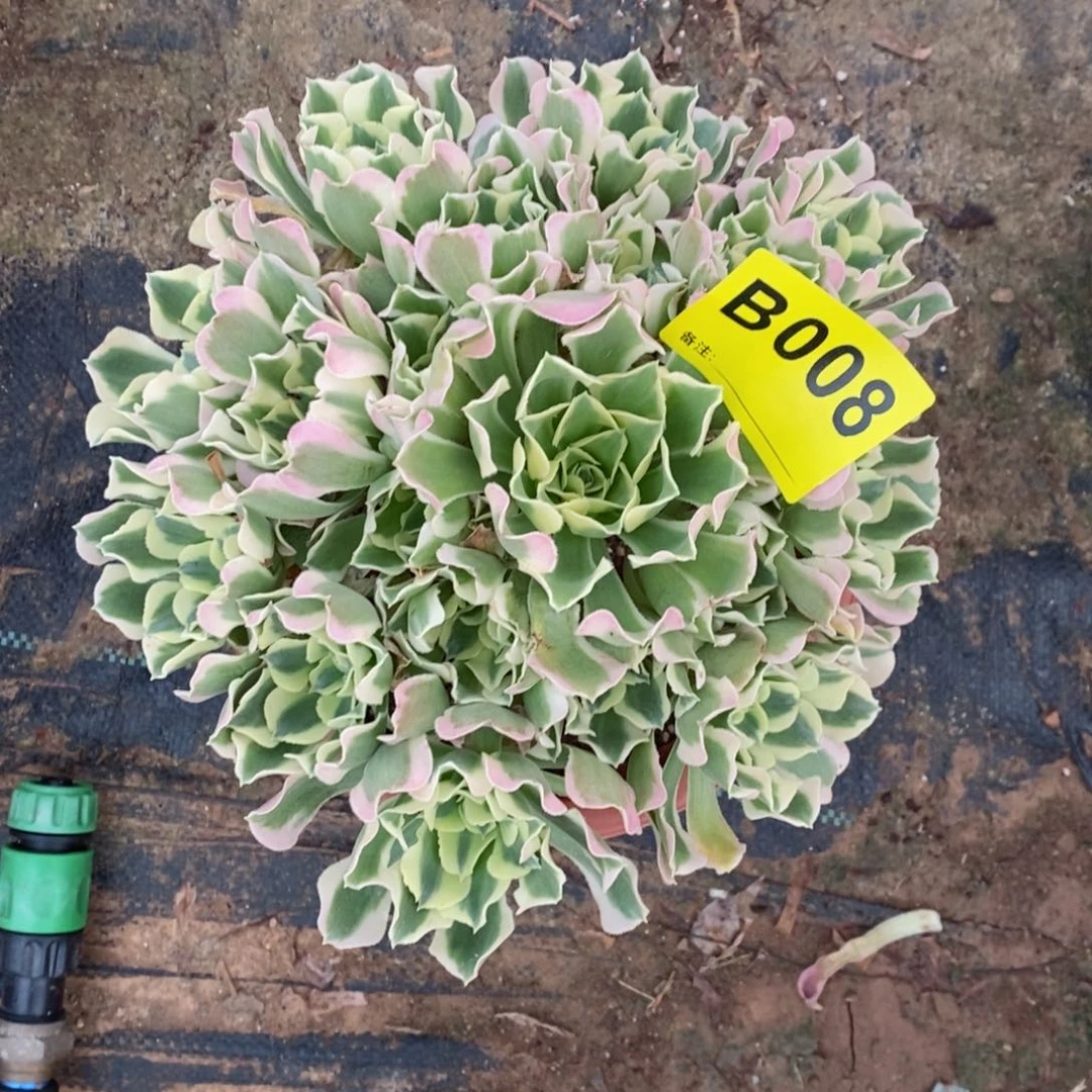 红陶20CM以下008白风5