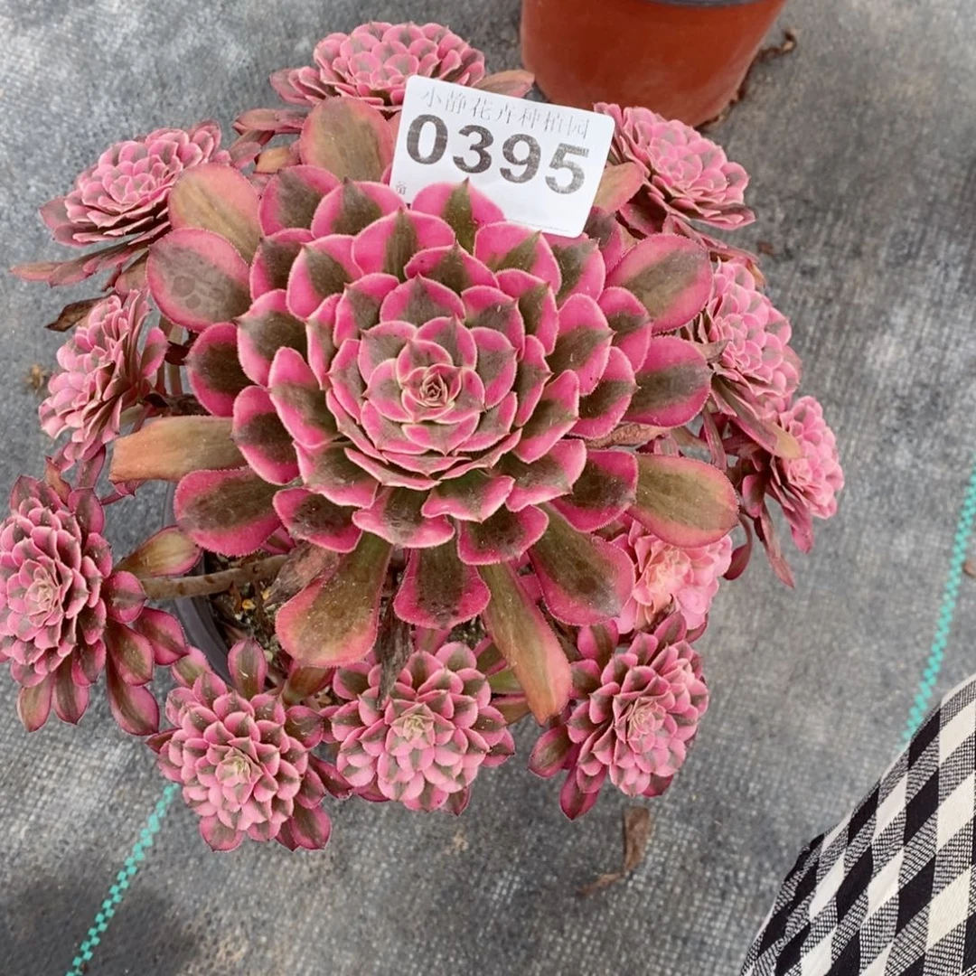 红陶20CM以下0395红铜白6