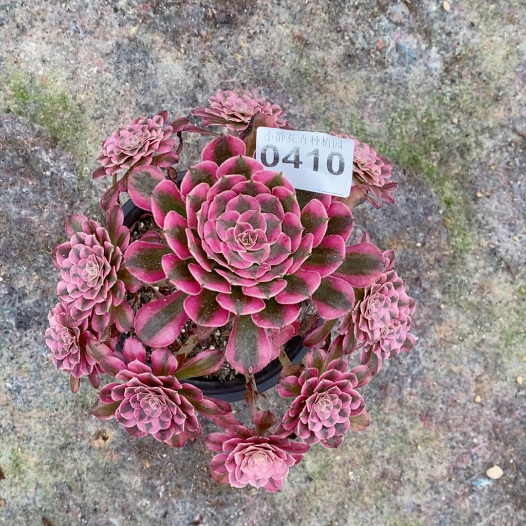 红陶20CM以下0410红铜白6