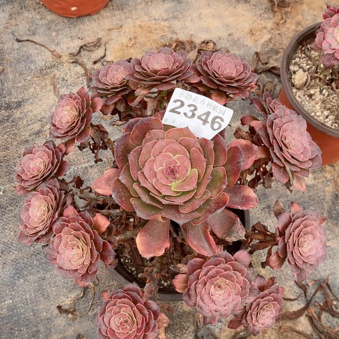 红陶20CM以下2346烟花5