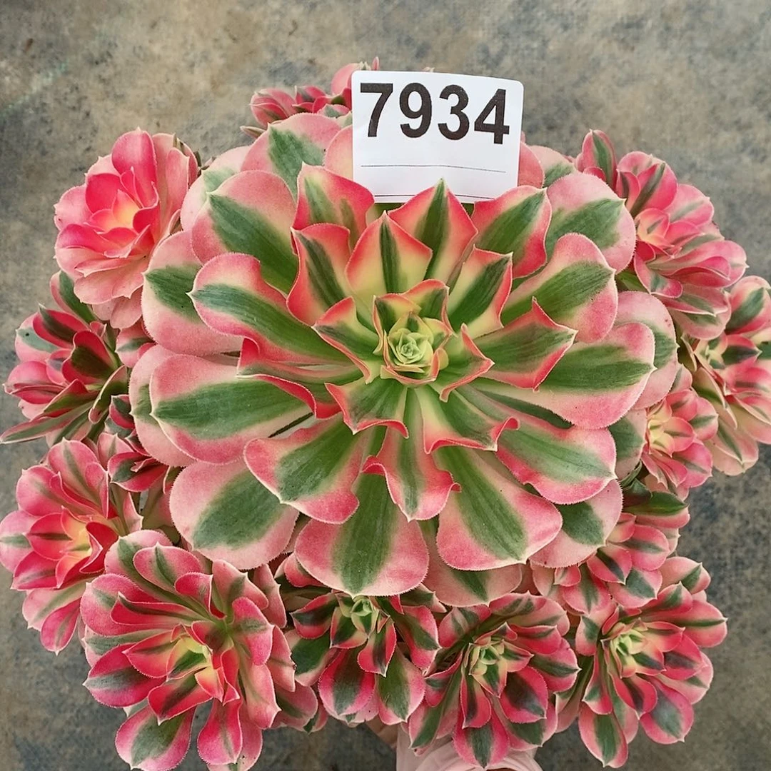 红陶7934女巫3阴阳多肉