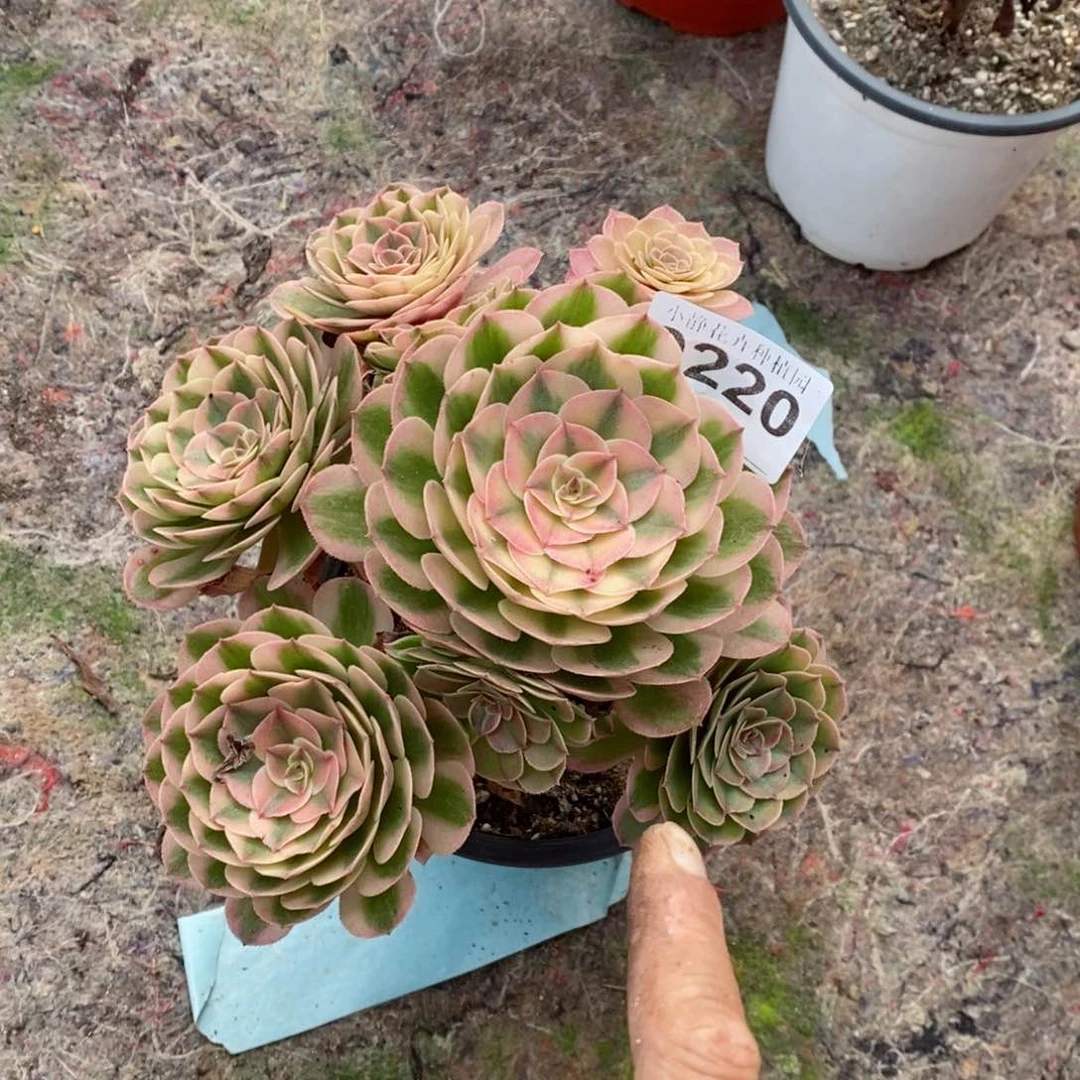 红陶20CM以下0220荔枝6