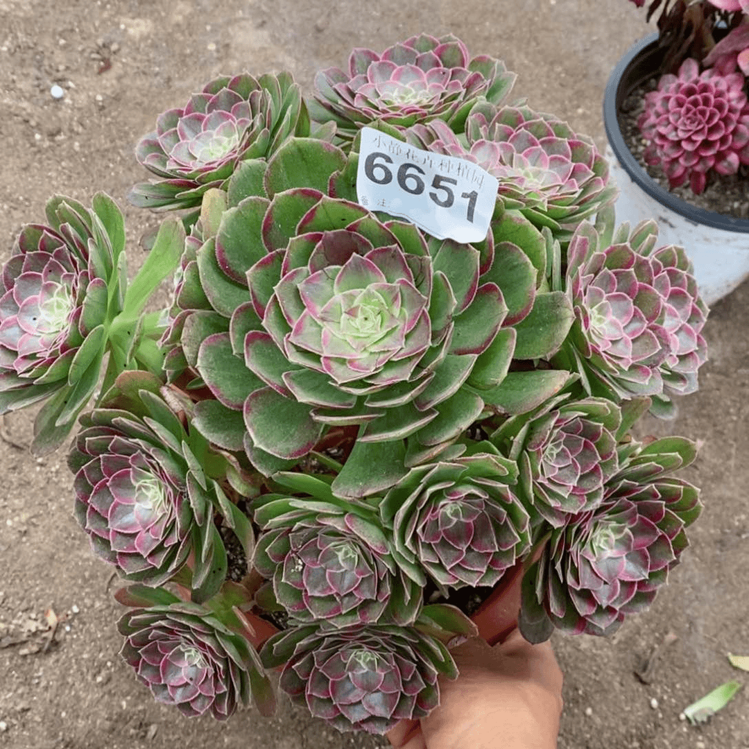 红陶20CM以下6651万花筒6