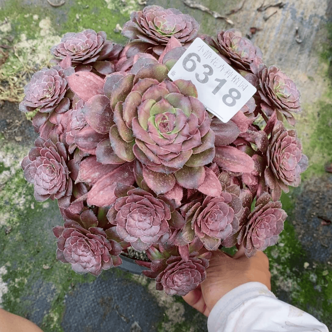 红陶20CM以下6318烟花5