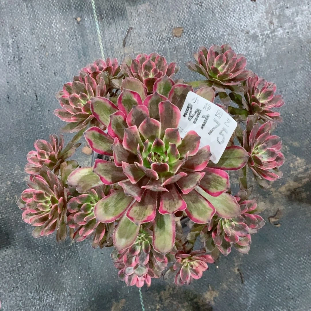 红陶20CM以下175紫霞3