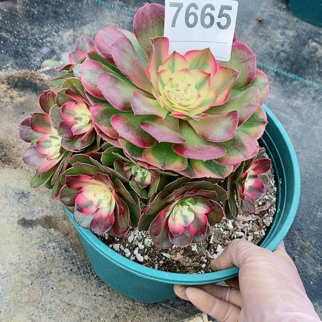 红陶7665荔枝4冠服16多肉