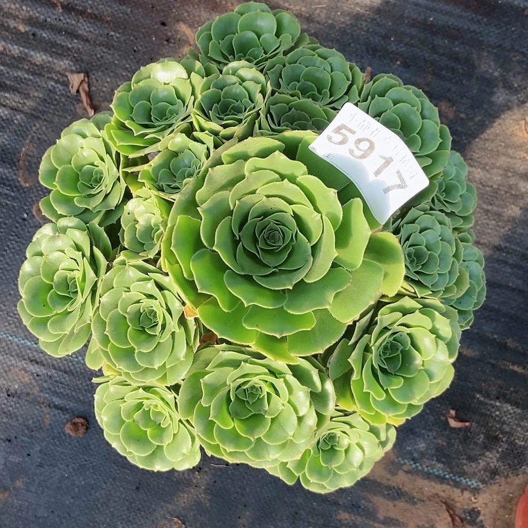红陶20CM以下5917绿羊绒5