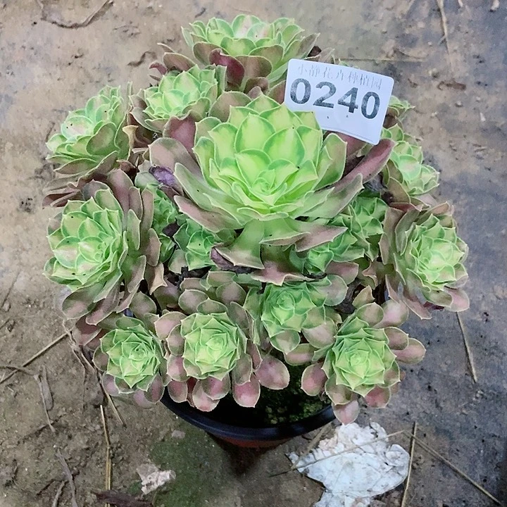 红陶20CM以下0240韶华5