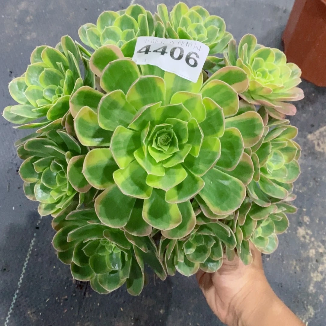 红陶20CM以下4406奶白3