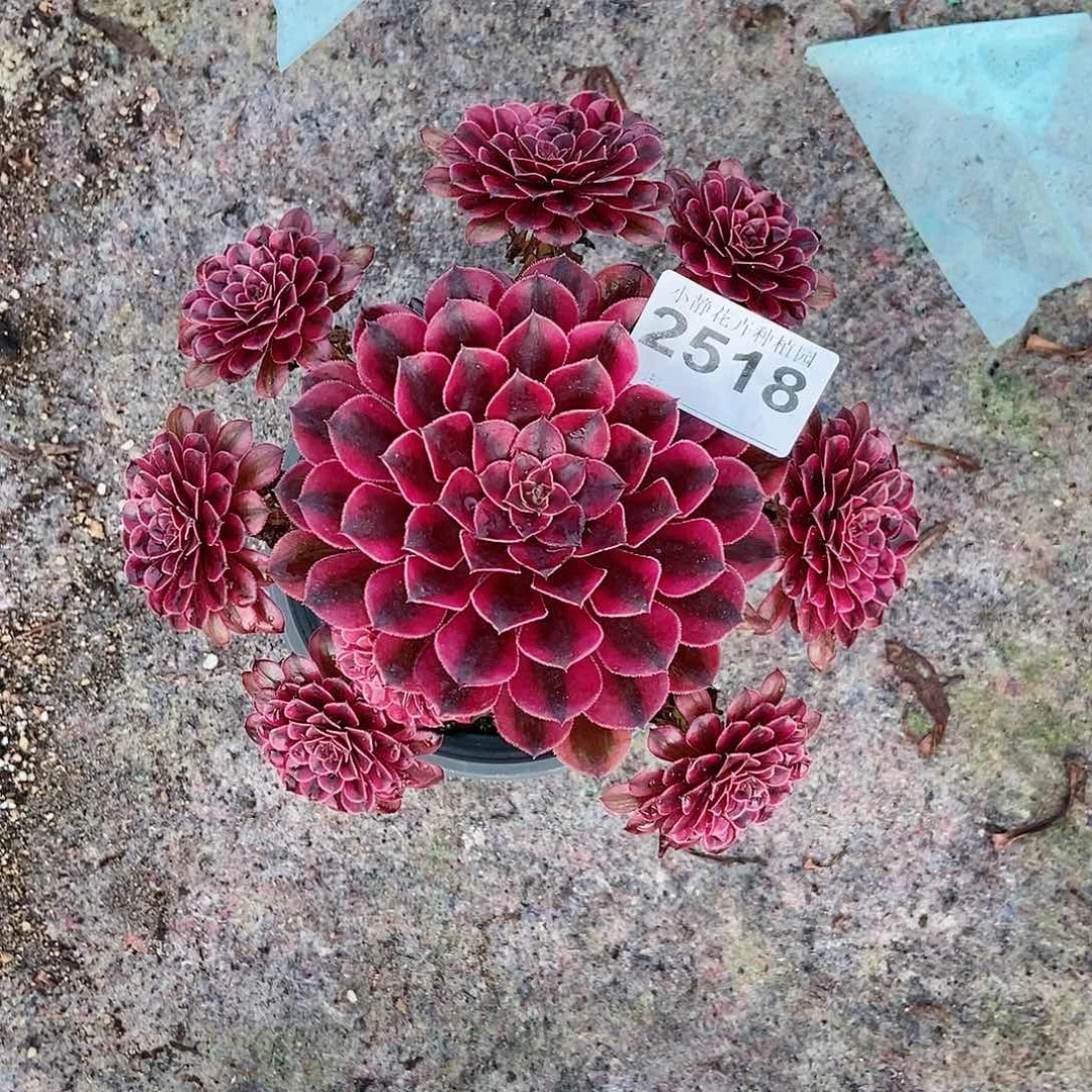 红陶20CM以下2518黑铜白6