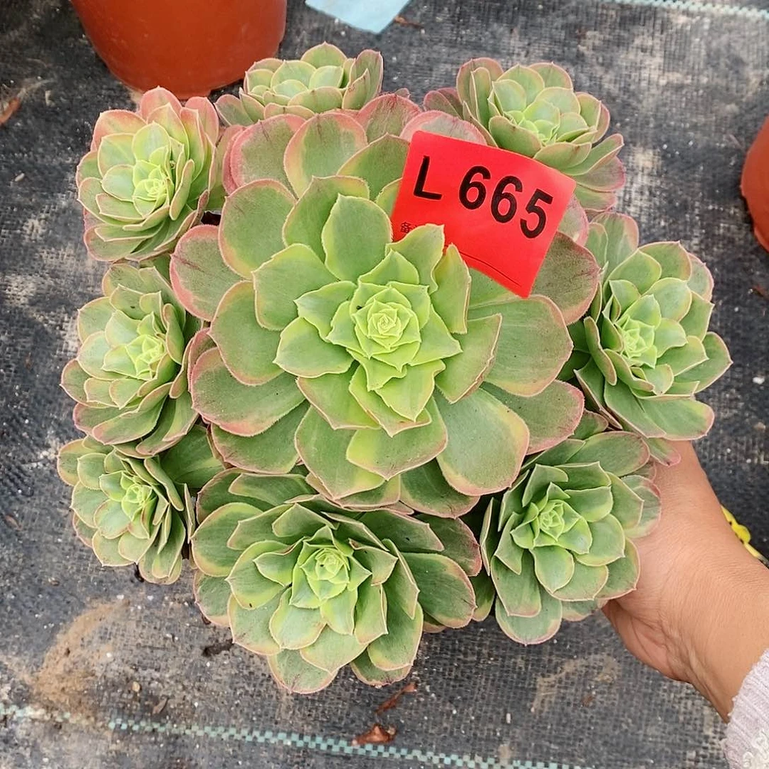 红陶665奶白3多肉