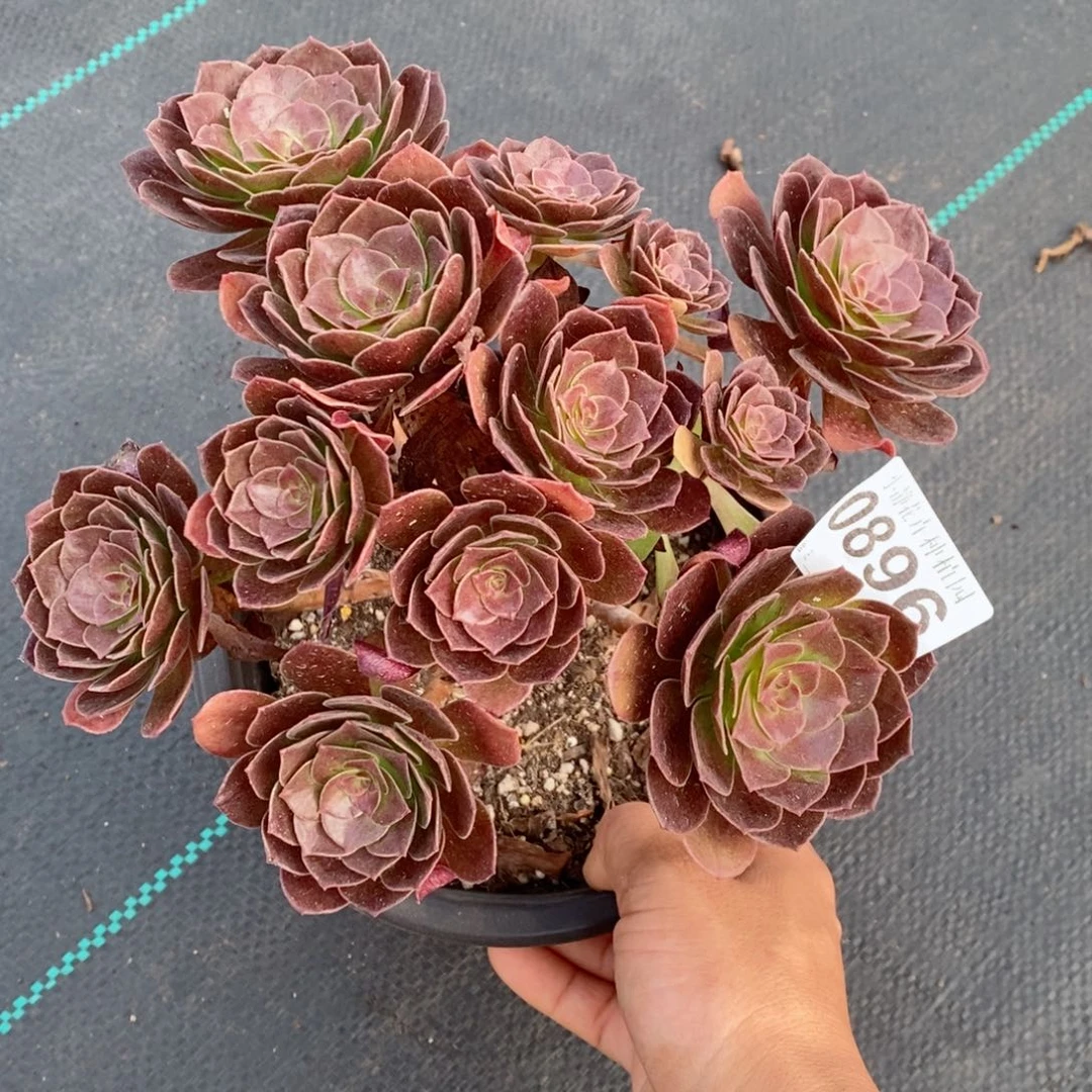 红陶20CM以下0896赤焰莲6