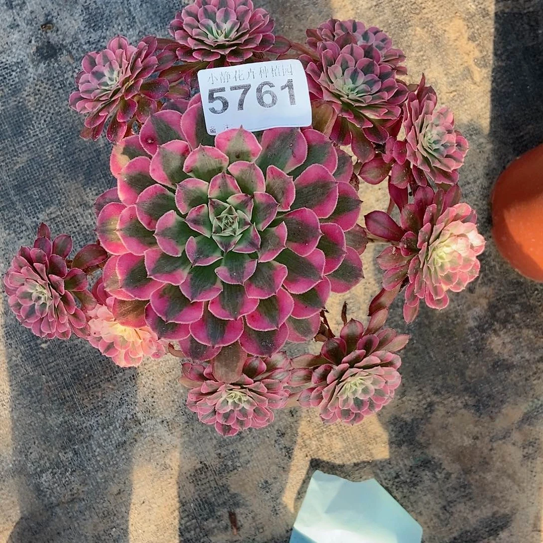 红陶20CM以下5761红铜白3