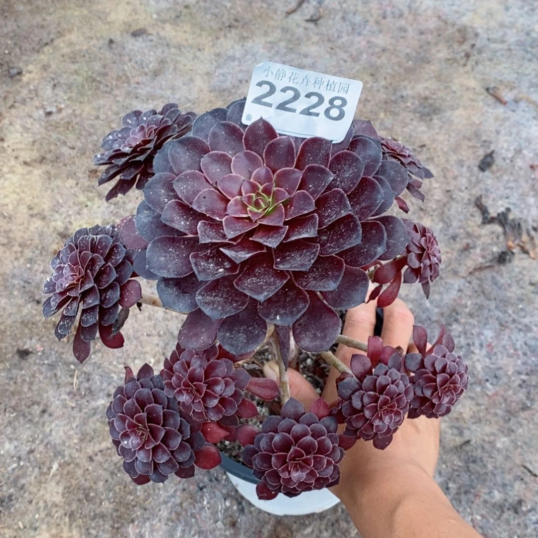 红陶20CM以下2228黑铜壶6