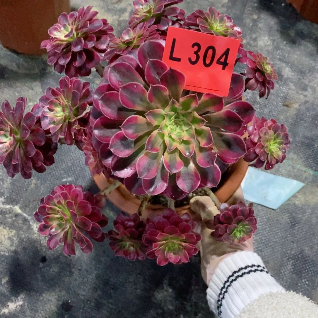 红陶20CM以下304黑铜白4