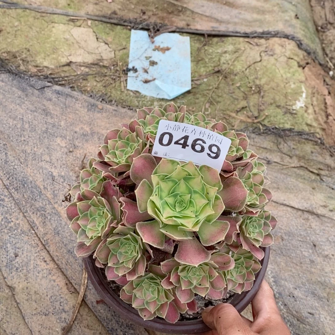 红陶20CM以下0469韶华5