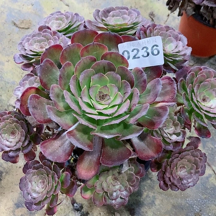 红陶20CM以下0236黑金5