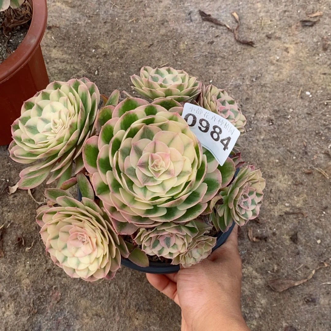 红陶20CM以下0984倾城6