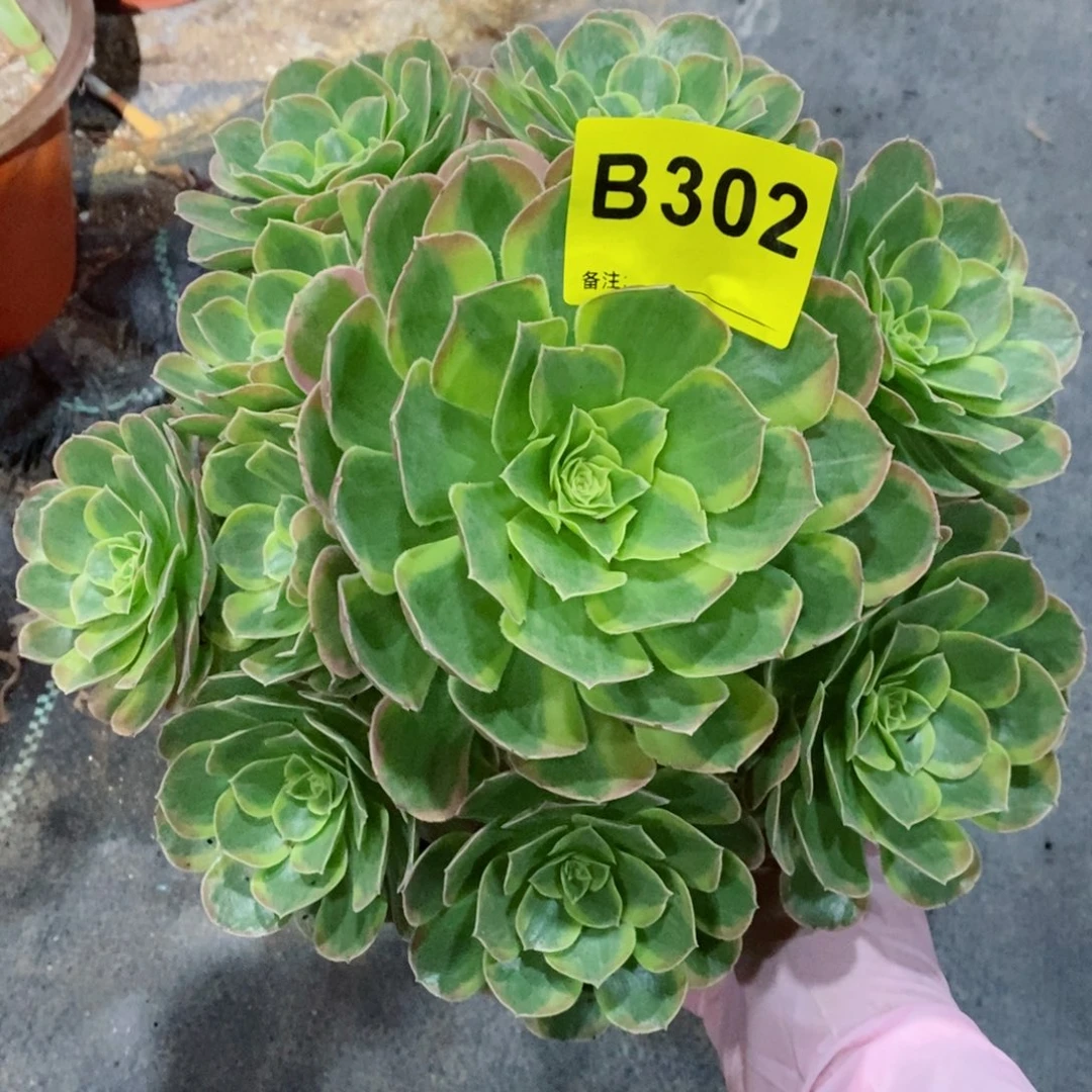 红陶20CM以下302奶白3