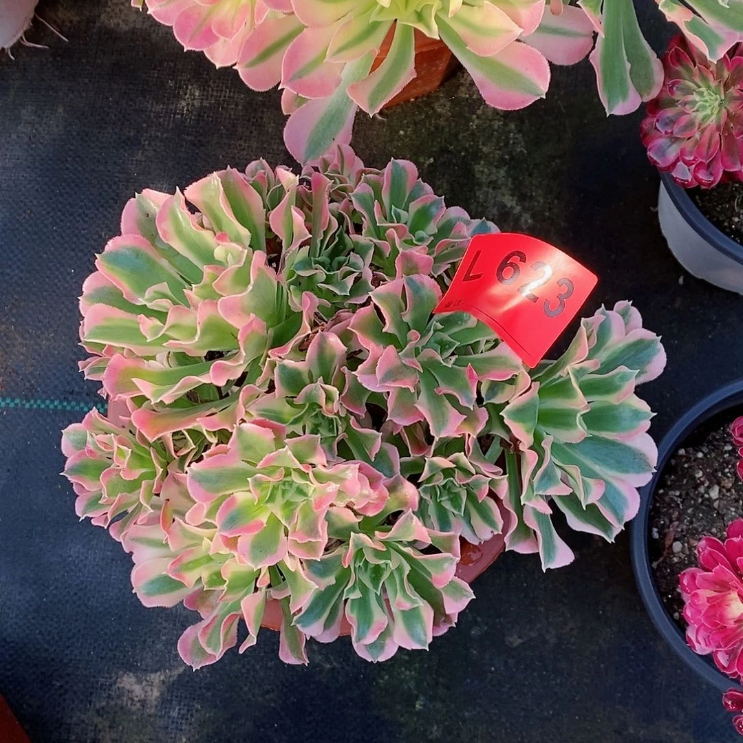 红陶20CM以下623白风4