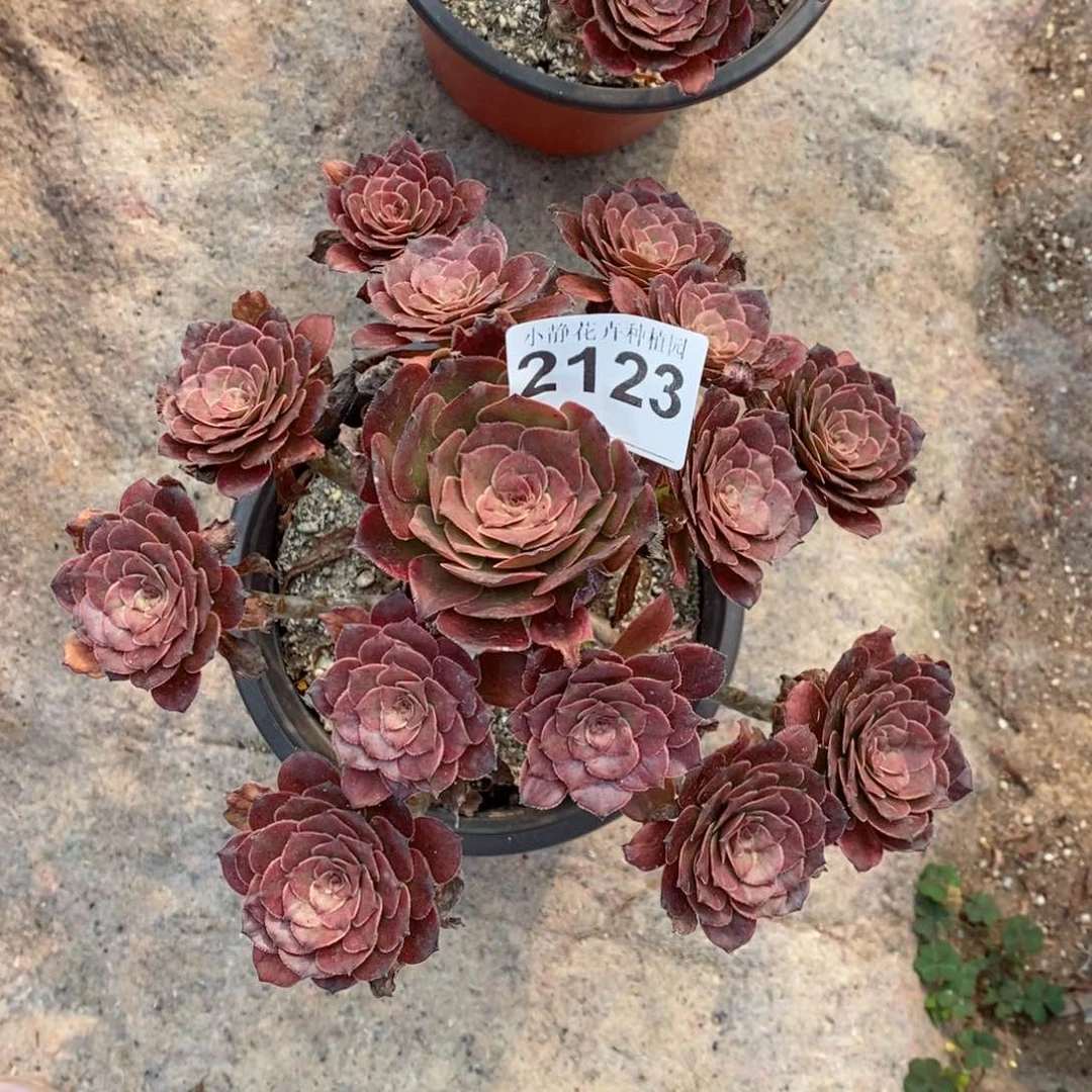 红陶20CM以下2123烟花6