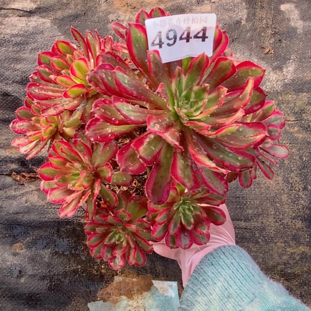 红陶20CM以下4944红福轮5