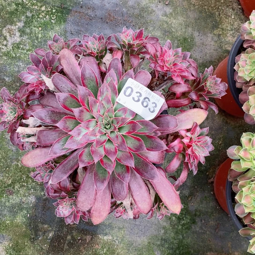 红陶20CM以下0363孔雀锦5