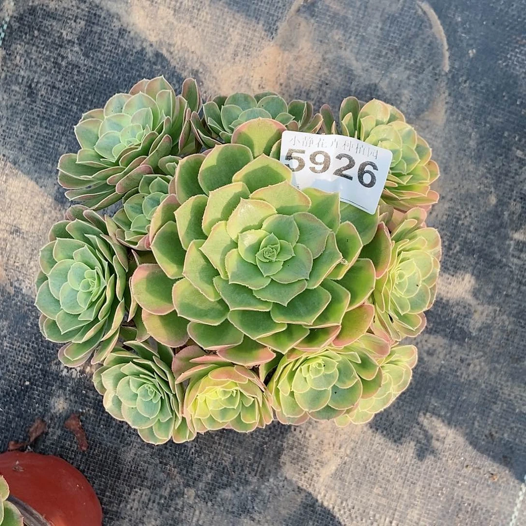 红陶20CM以下5926奶白3