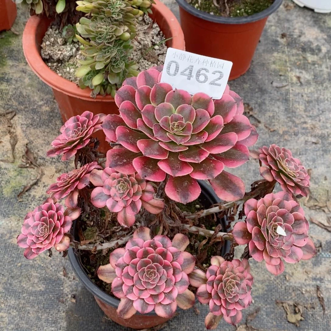 红陶20CM以下0462祝融5