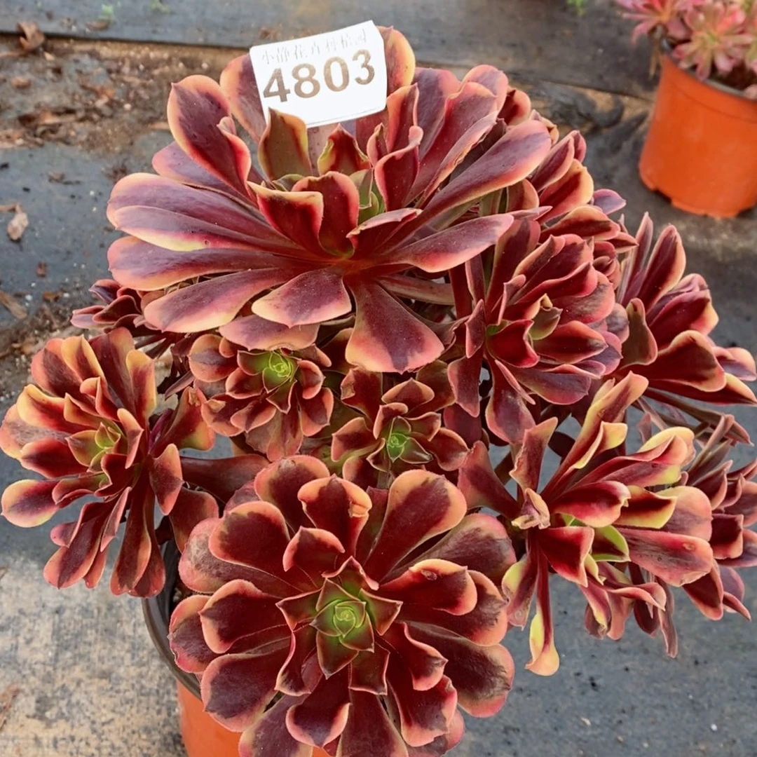 红陶20CM以下4803欧嘉莉3